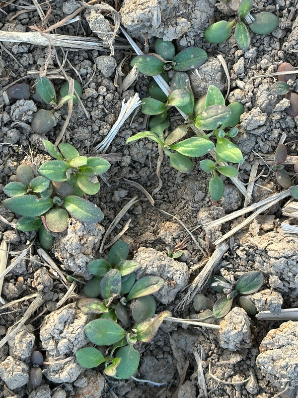 ２月　カメリナ発芽しました🌱　小さな芽から始まる物語